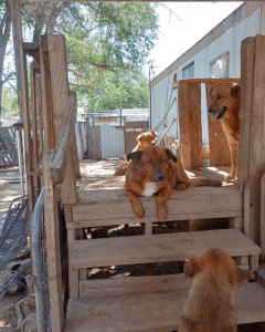 Several adult dogs rest on a wooden porch at a rural property in southern Utah, where an overcrowding situation prompted a rescue response.