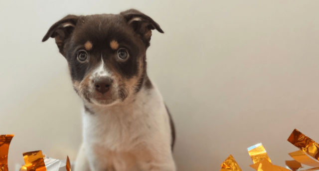 Brown and tan puppy looking forward