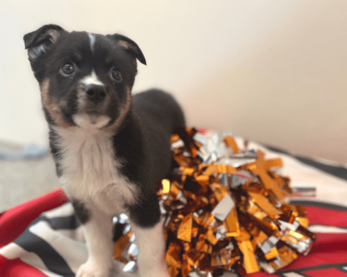 Black and tan puppy looking up