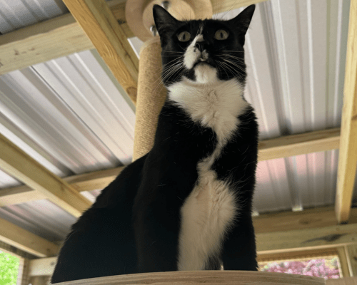 Black and white cat looking straight on