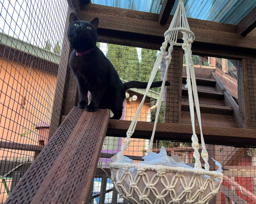 Black cat in a catio