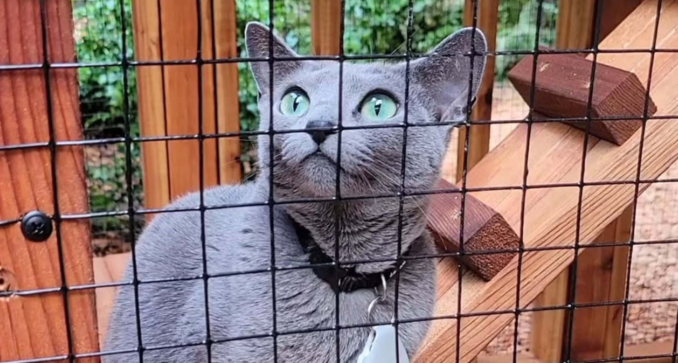 How To Build Your Own Catio: A Step By Step Guide For Beginners