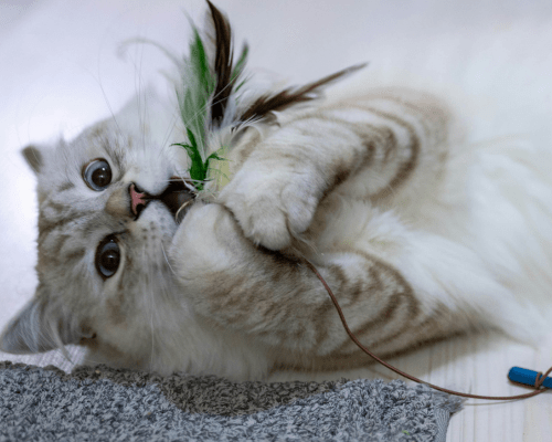 Cat playing with a feather toy