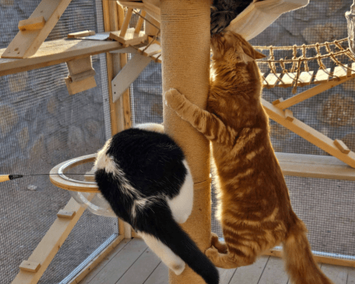 Two cats climbing up a structure