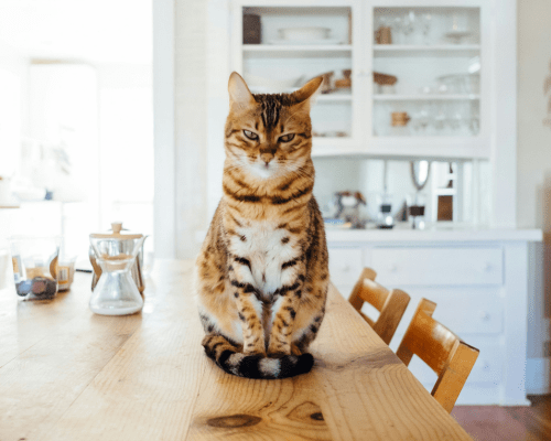 Cat sitting on a counter