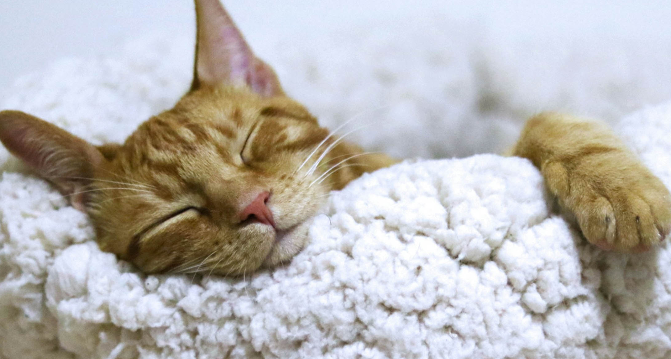 Obesity In Indoor Cats: Fun Solutions to Get Them Moving