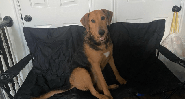 A brown and black dog sits in a camping chair inside of the right home for her.