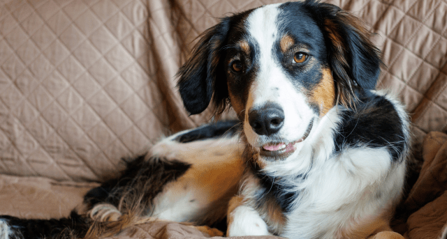 Squash, a tricolored dog undergoing treatment for a fractured femur head, relaxes on a couch following FHO surgery.