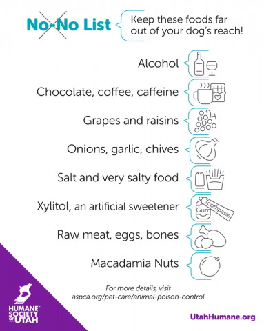 infographic of toxic food for dogs